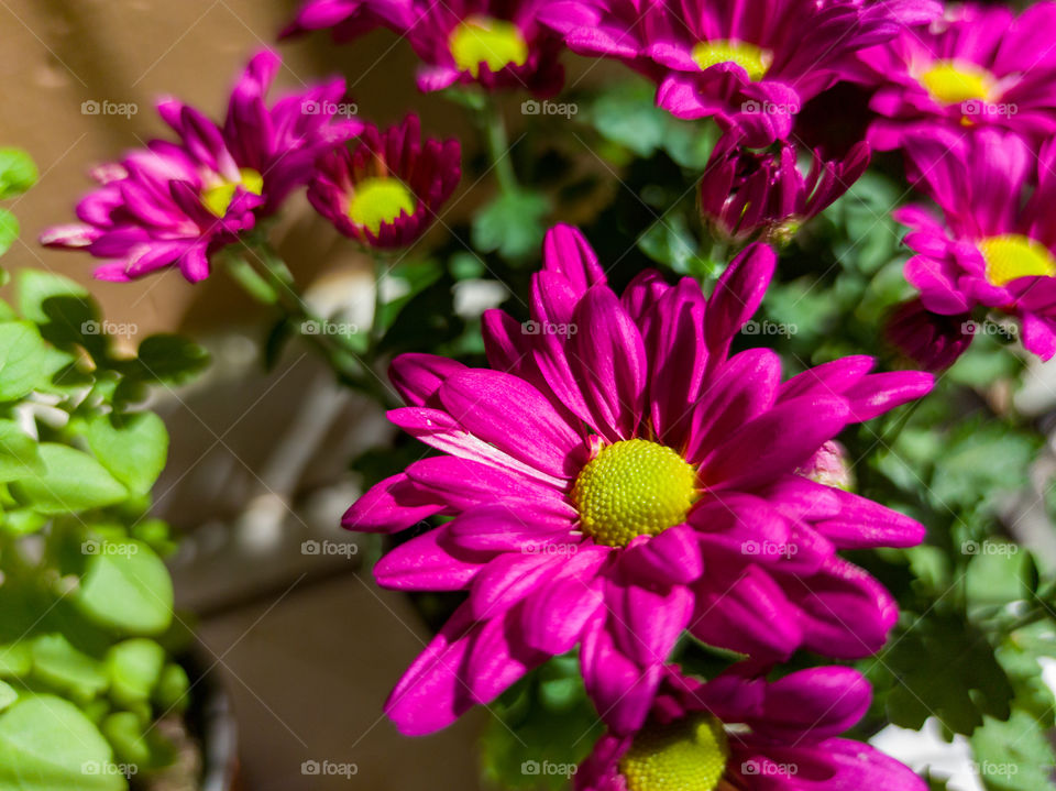 Purple chrysanthemum