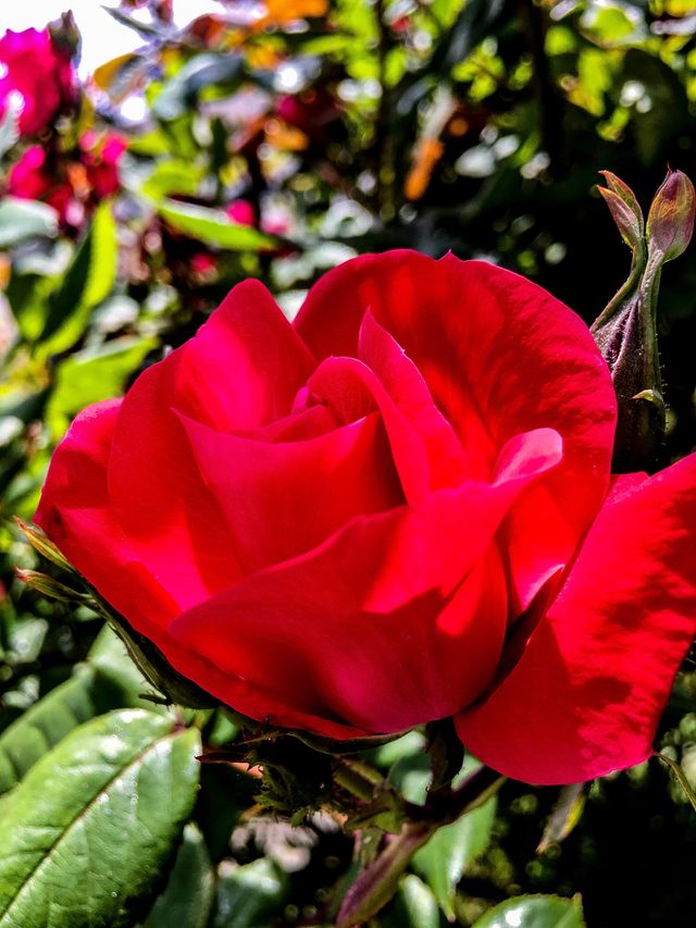 Loves Blooms
