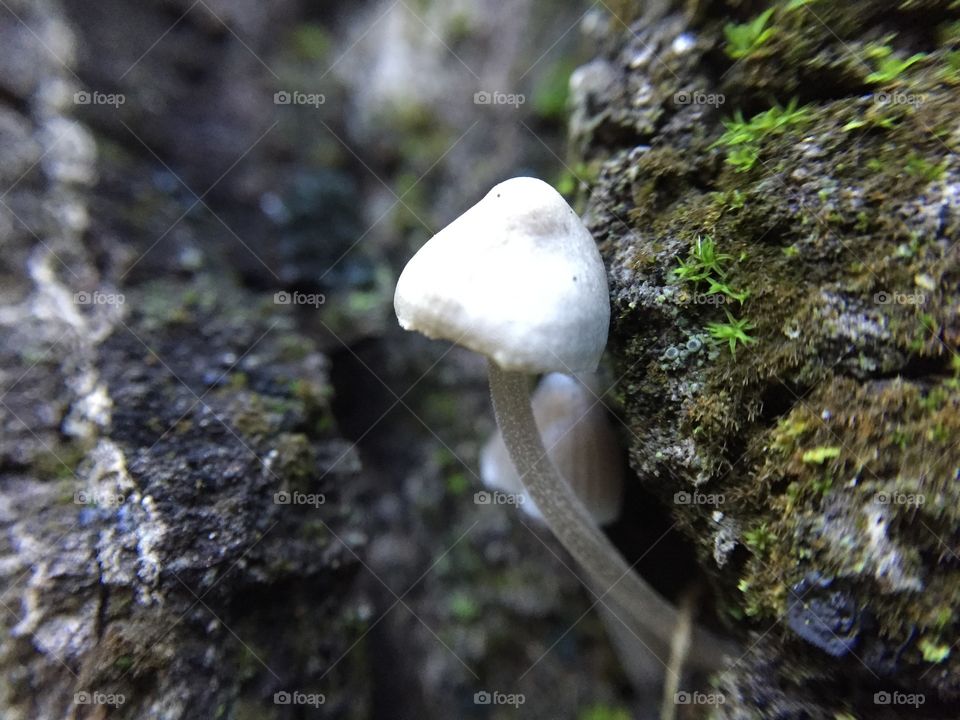 Macro mushroom