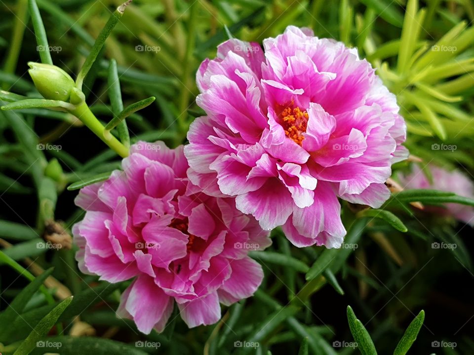 the Portulaca Grandiflora