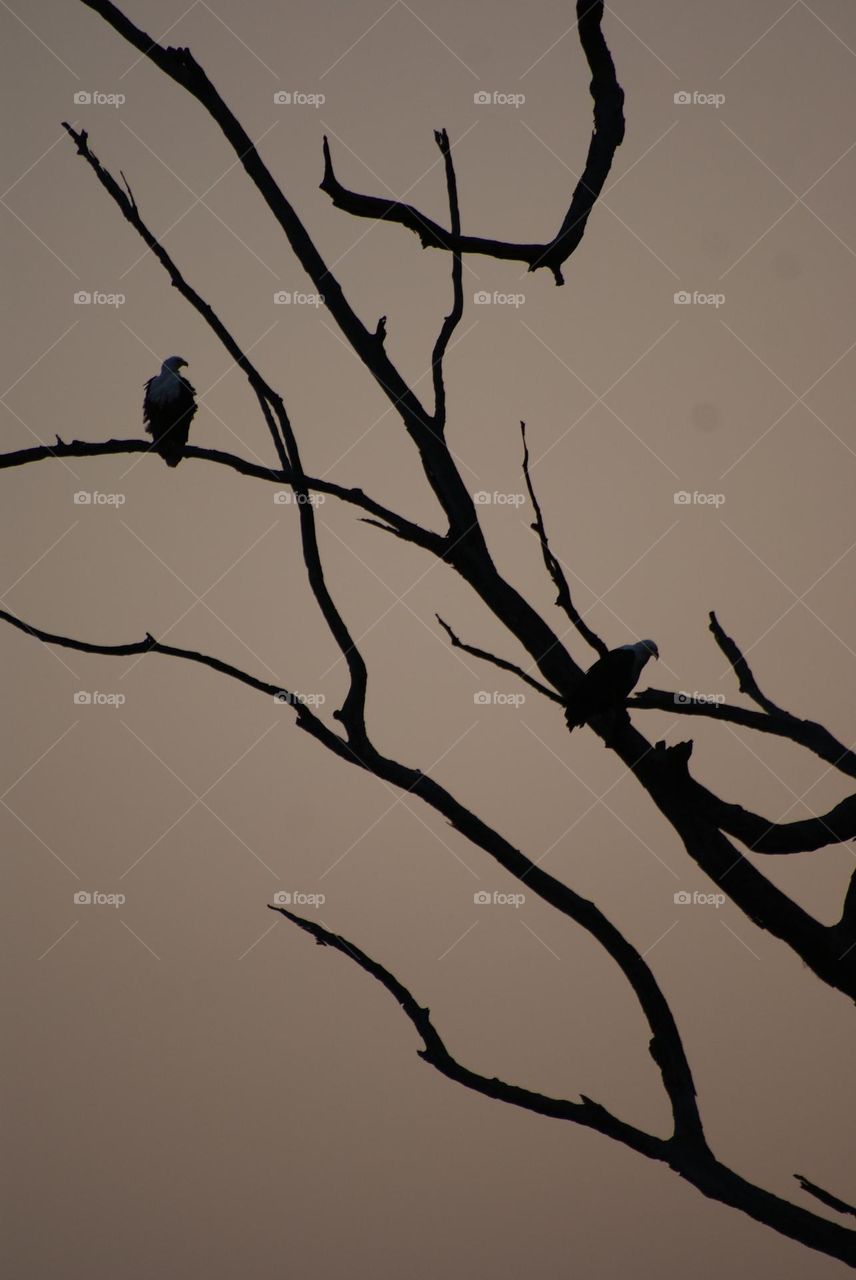 Two fishing eagles at sunset 