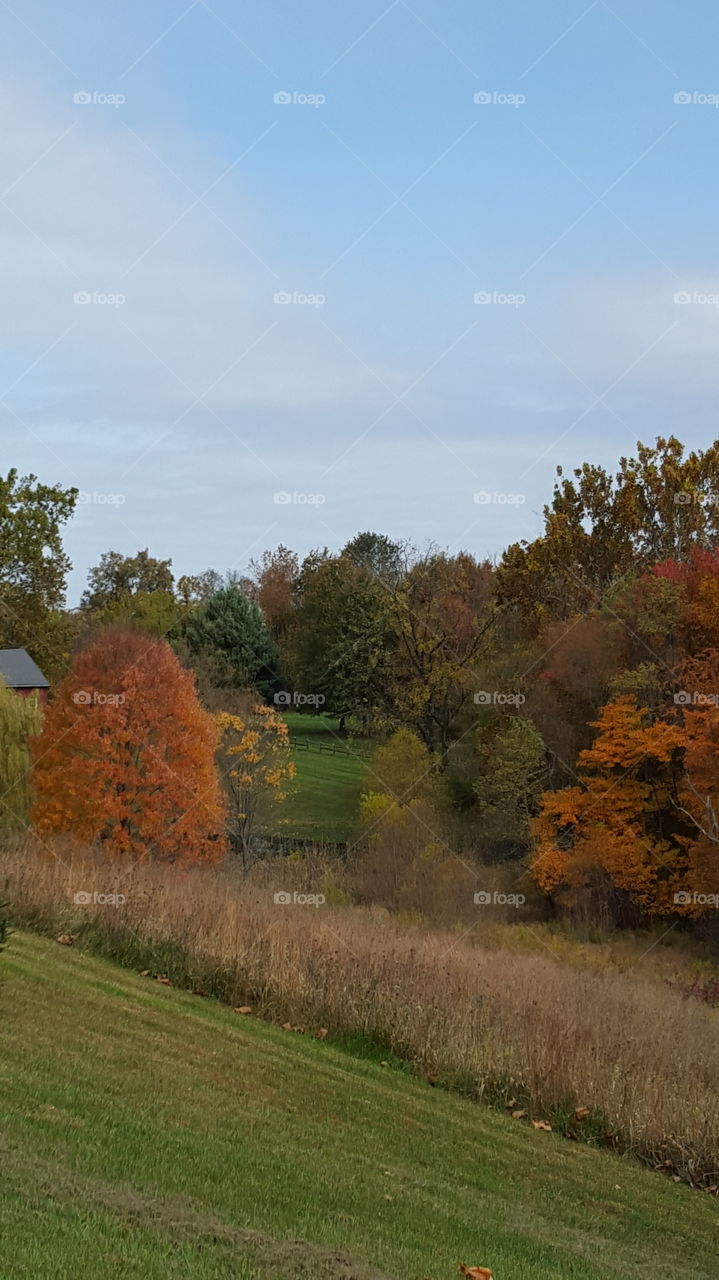 Tree, Fall, No Person, Landscape, Outdoors