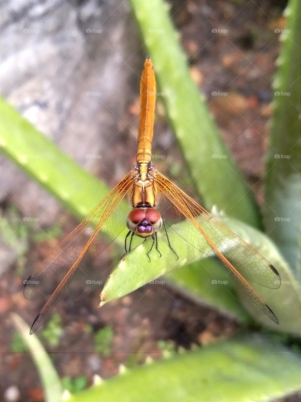 Golden colourful dragonfly.