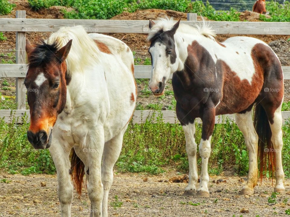 Dappled Horses