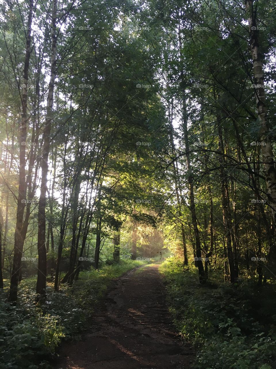 Walking path through a German forest