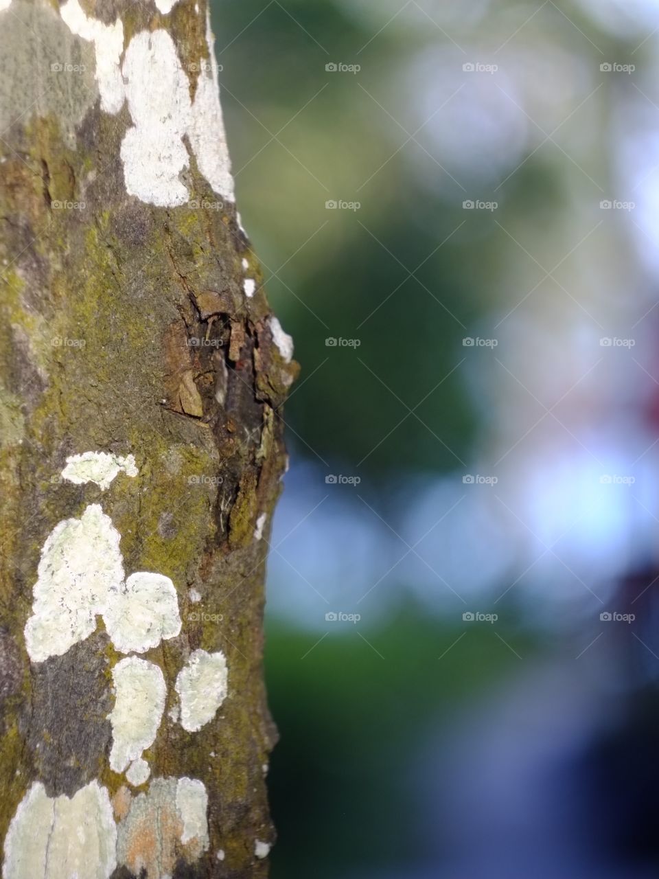 Trunk of a tree 