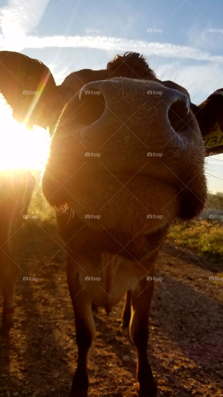 bull nose in the morning sun