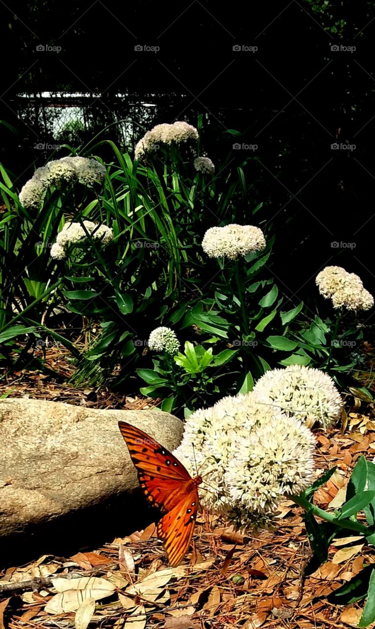 flora and fauna butterfly on flowers in the garden