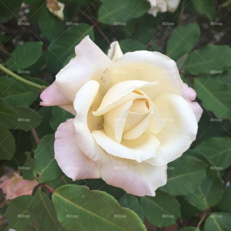 🌺Fim de #cooper: bem #suado, muito #cansado e plenamente #feliz, alongando e curtindo a beleza das #rosas. E a delicadeza dessas #flores?
🏁