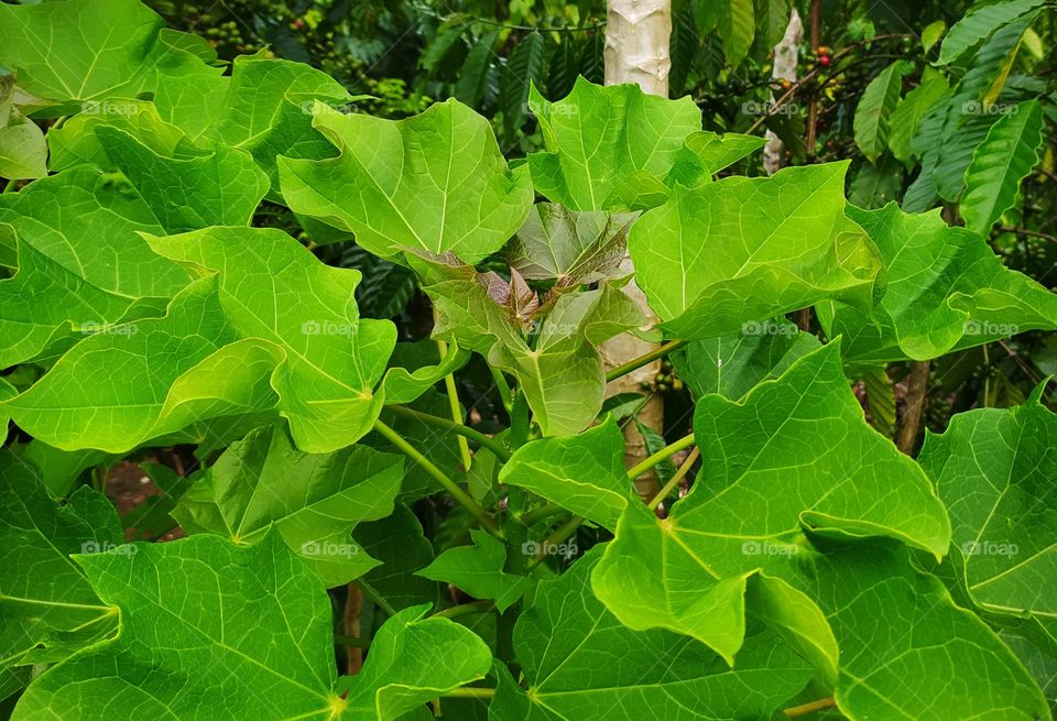 Jatropha is a woody shrub found in tropical regions. This plant is known to be very drought tolerant and easy to propagate