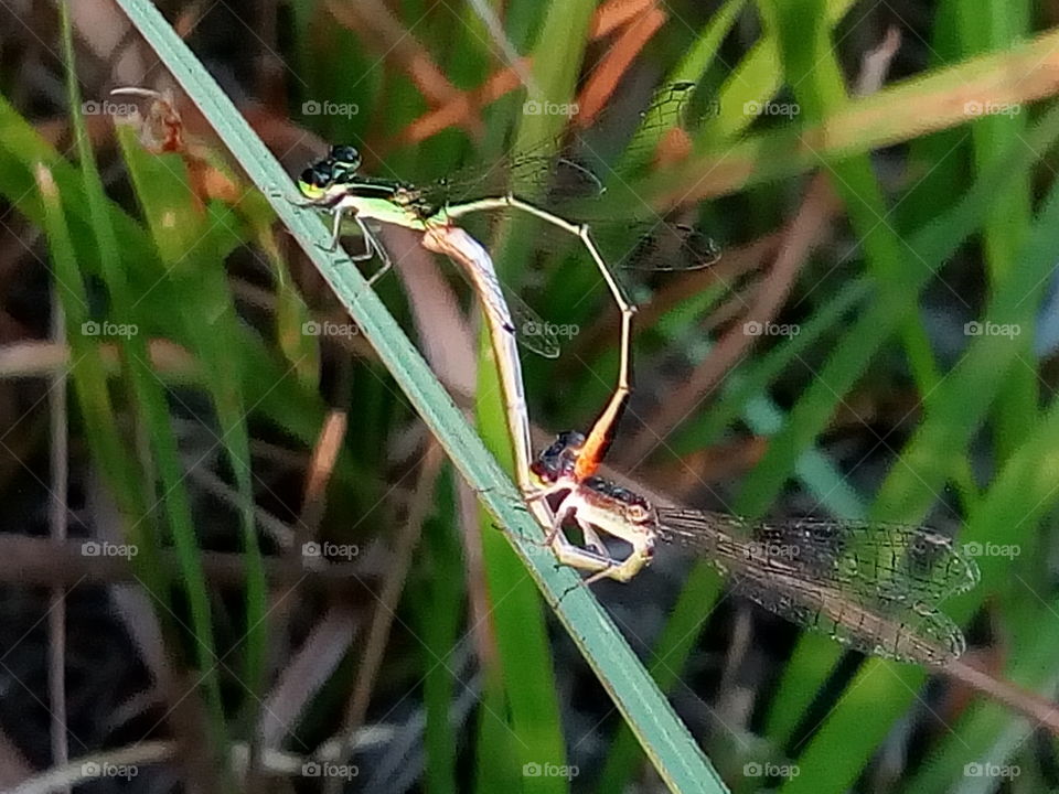 damselfly 2018-01-22 014 
#আমার_চোখে #আমার_গ্রাম #nature #dragonfly  #animalia #arthropoda #insecta #odonata