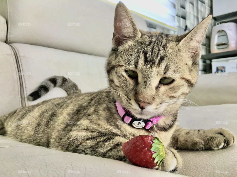 The cat and the strawberry