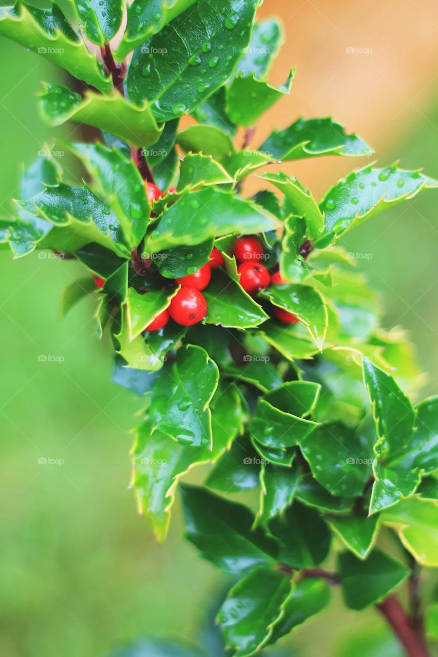 Branch