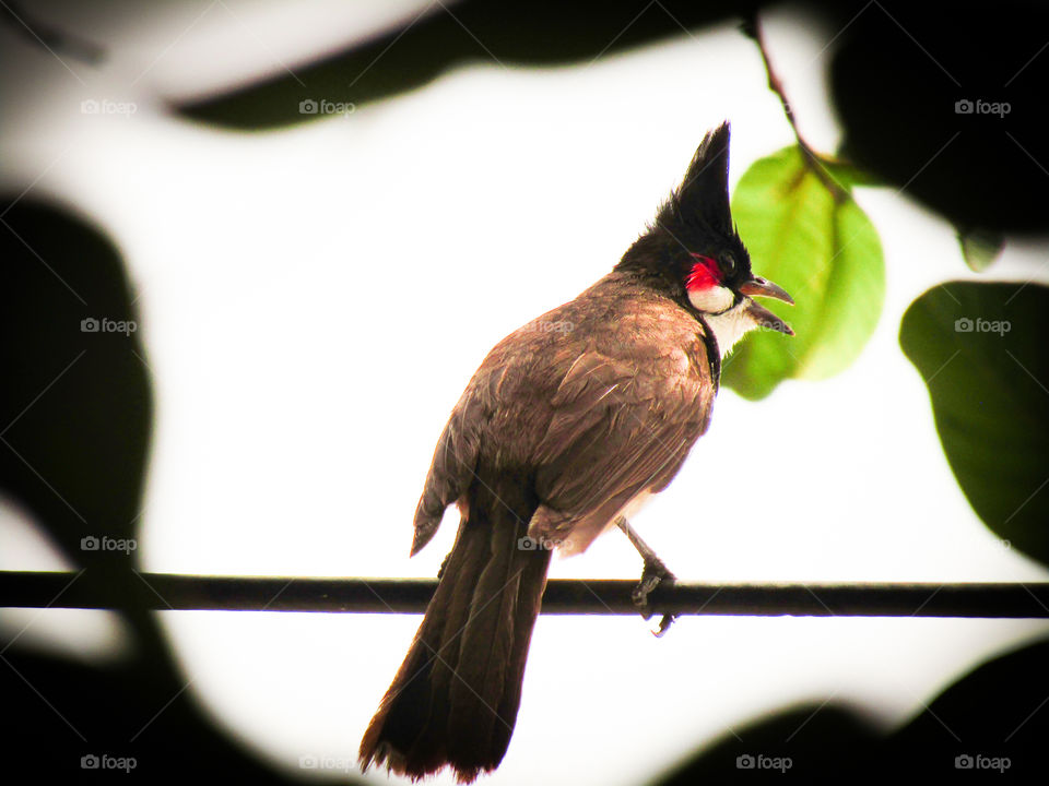 The red-whiskered bulbul (Pycnonotus jocosus), or crested bulbul, is a passerine bird found in Asia. It is a member of the bulbul family.