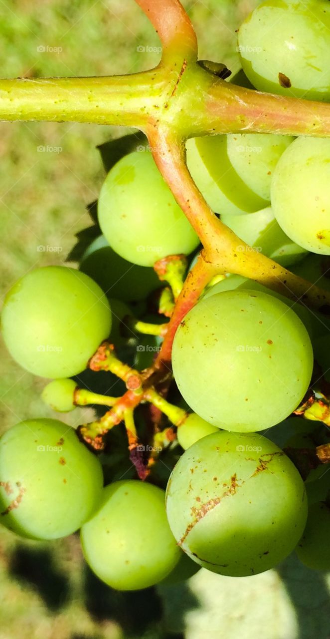 Plump juicy grapes 