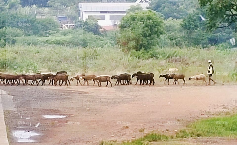 Do men only take a morning walk? no see my image even animals also go for a walk. it's nice to see the nature and it's creatures walking together