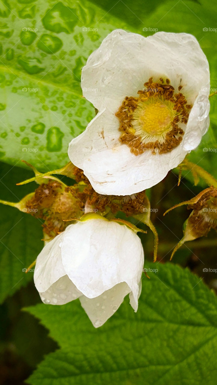 White Alaskan Blossoms
