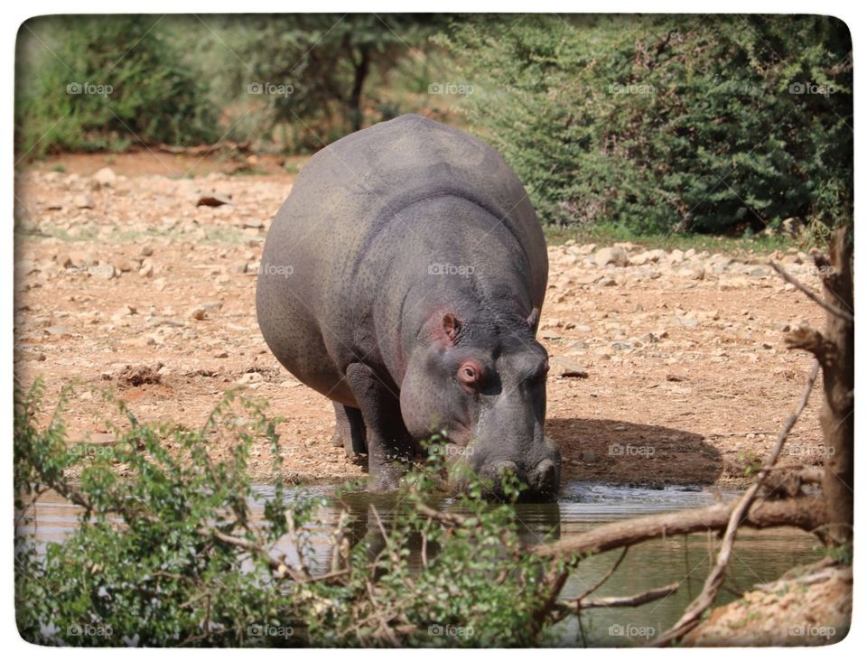 Hippo drinking water