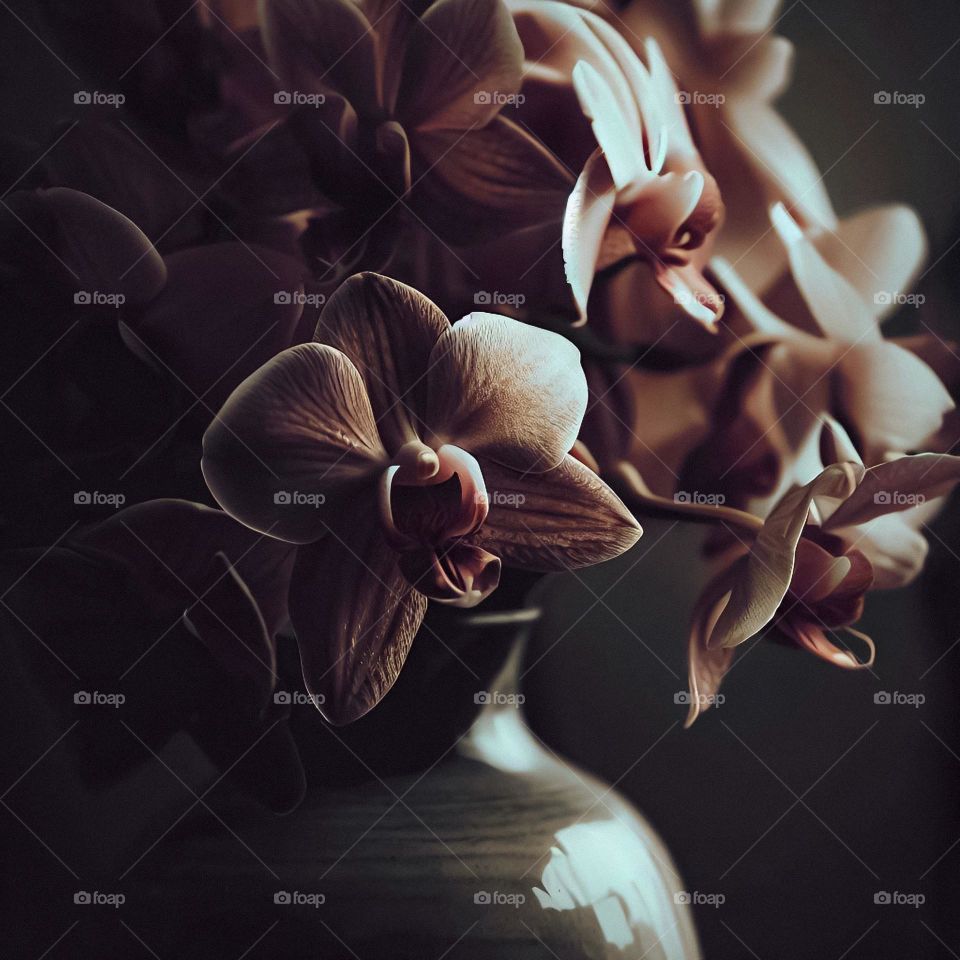 Orchids sitting in the warm sunlight