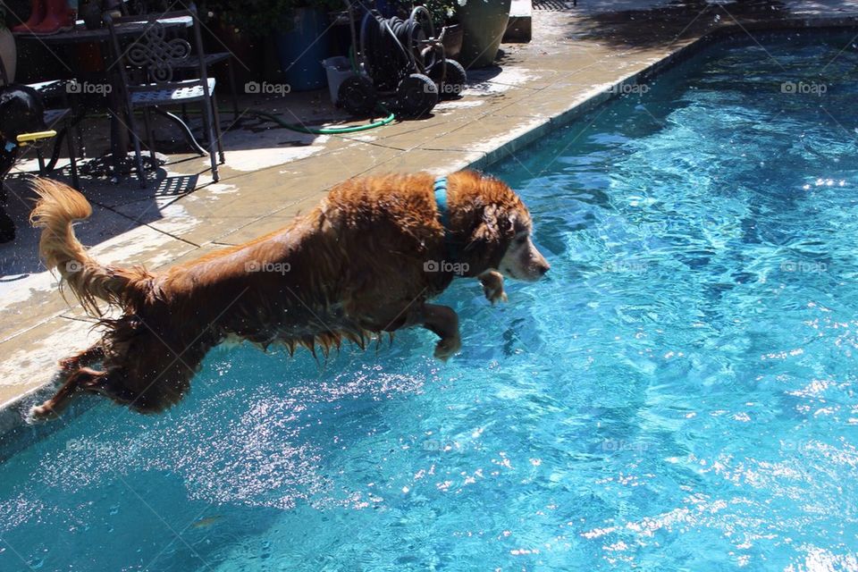 Diving Dog