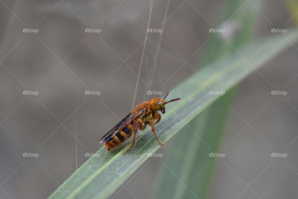 The yellow wasp species.