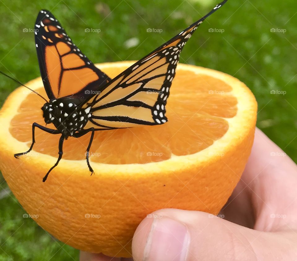 Orange half with a monarch butterfly on it