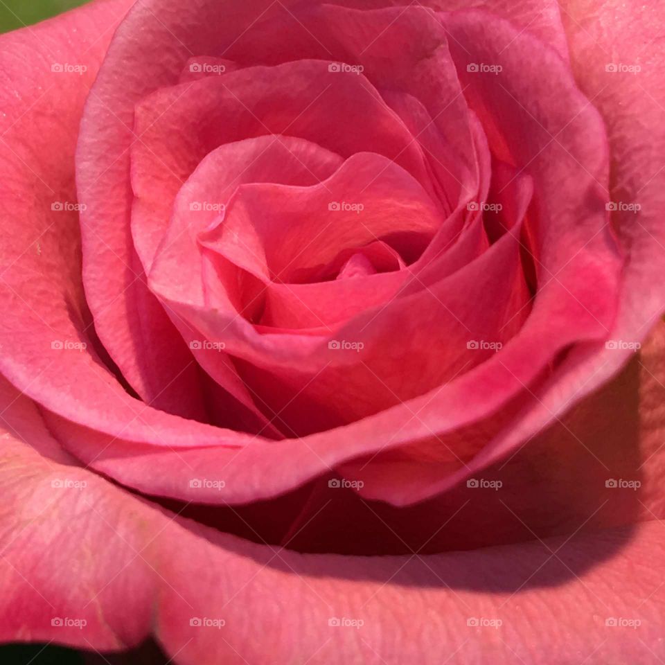 Dark pink rose in full bloom. Lighted closeup of blooming rose.