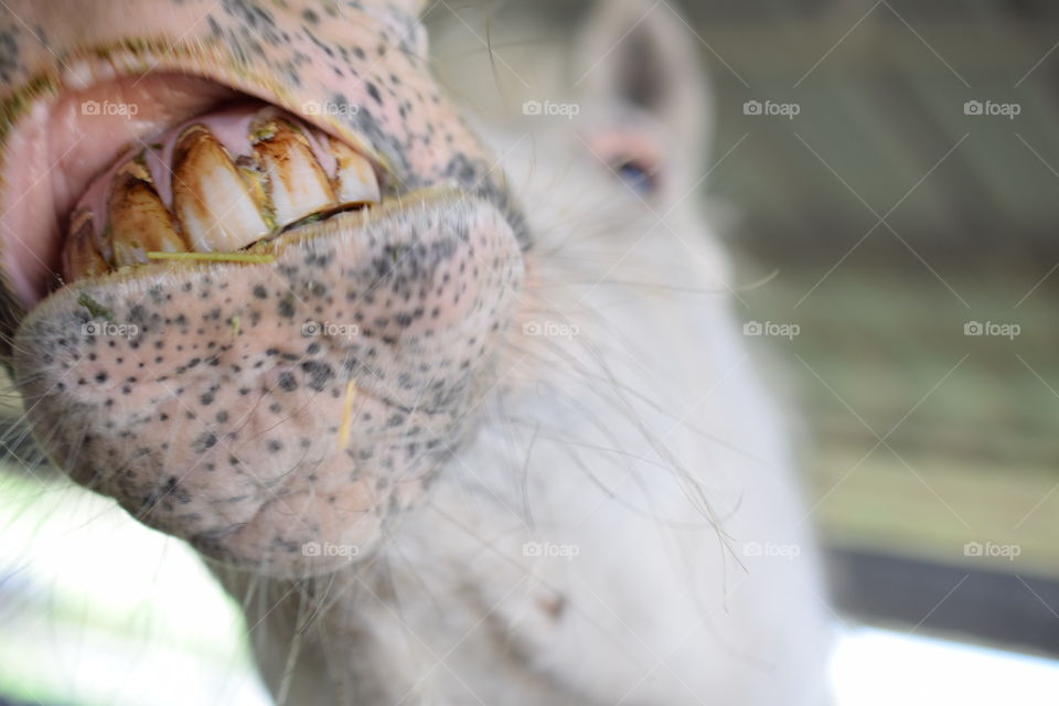 Pony close-up