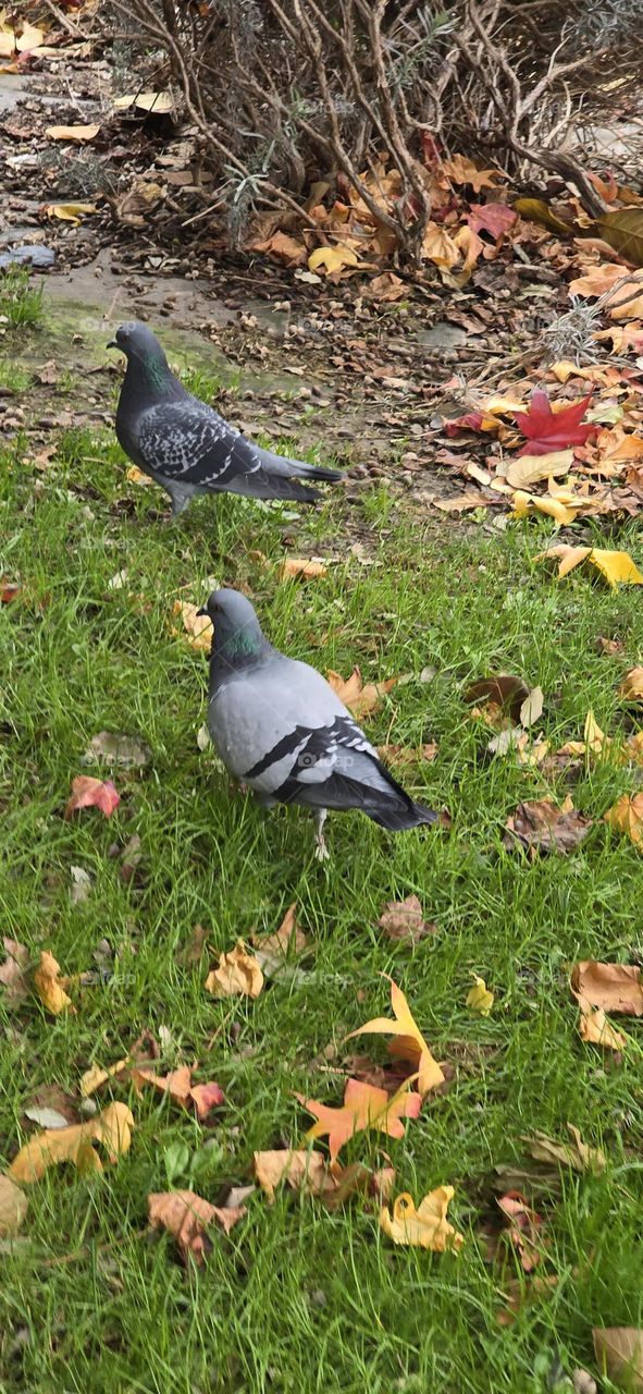 Pigeons