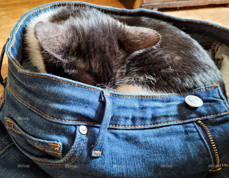 Cat sleeping inside a pair of blue jeans