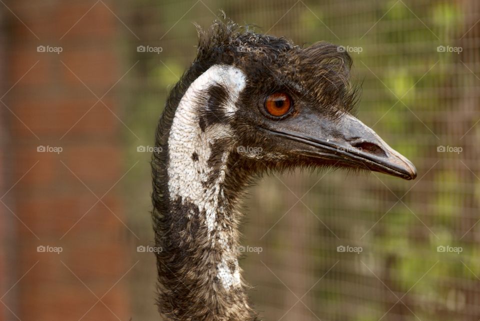 Emu 