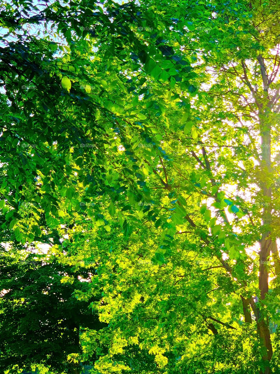 sunlight through green leaves
