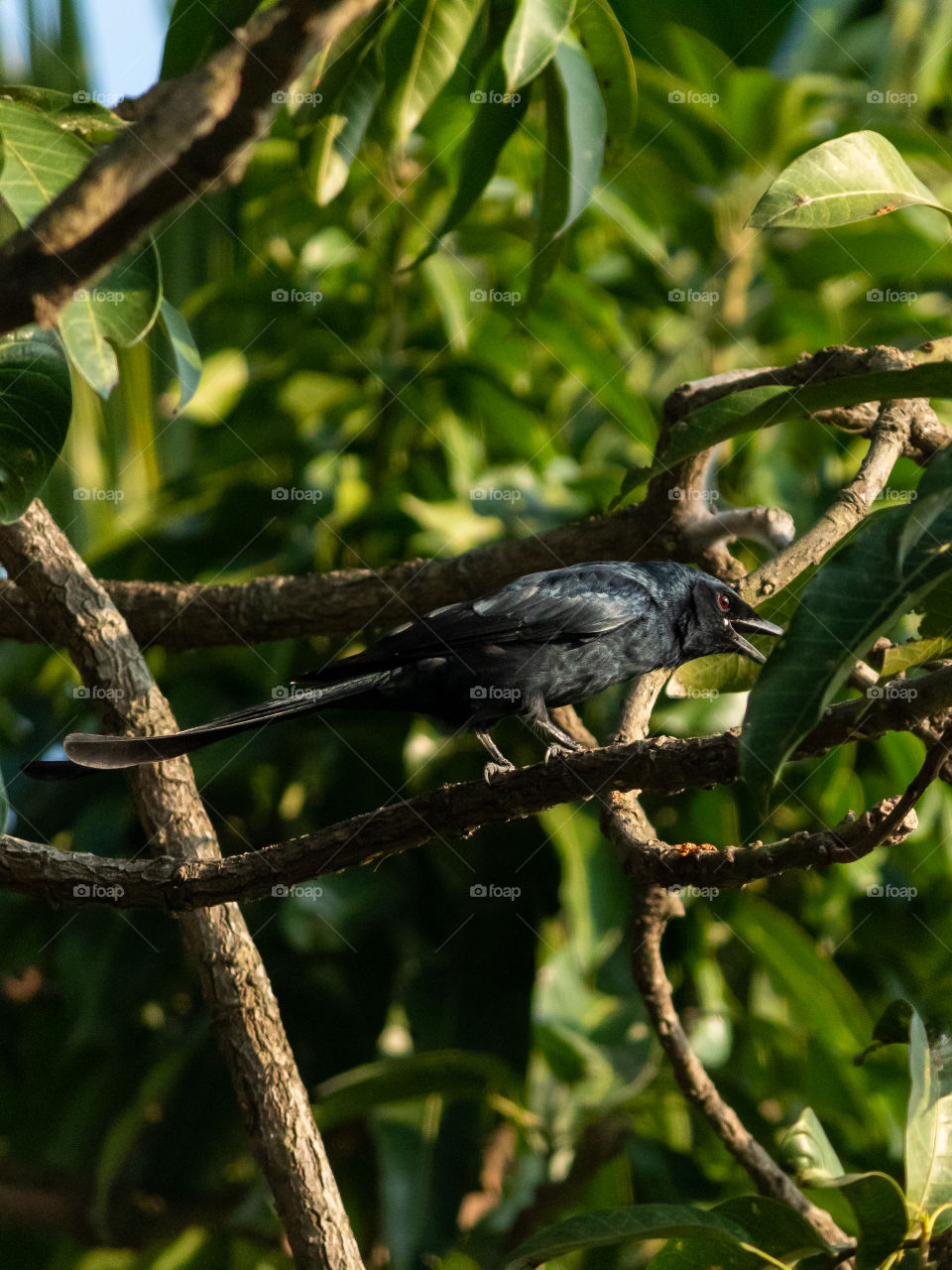 Black Drongo