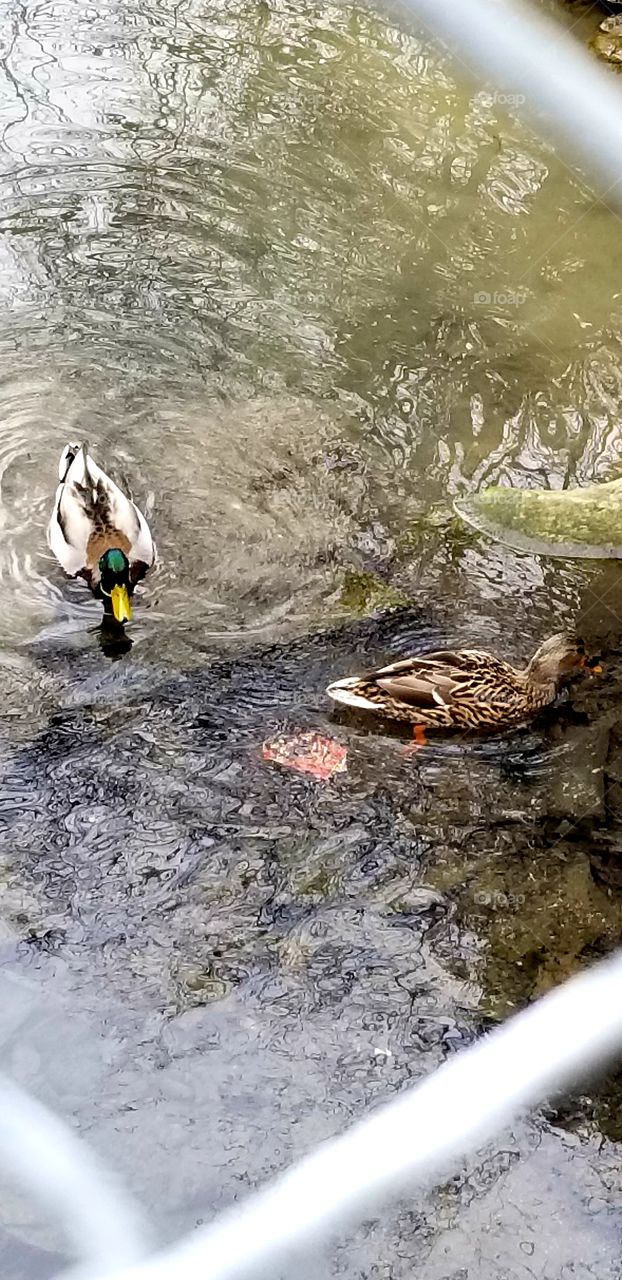 two ducks paddling about in a creek