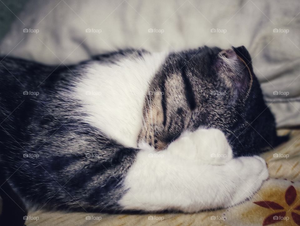 the kitten is sleeping sweetly animal