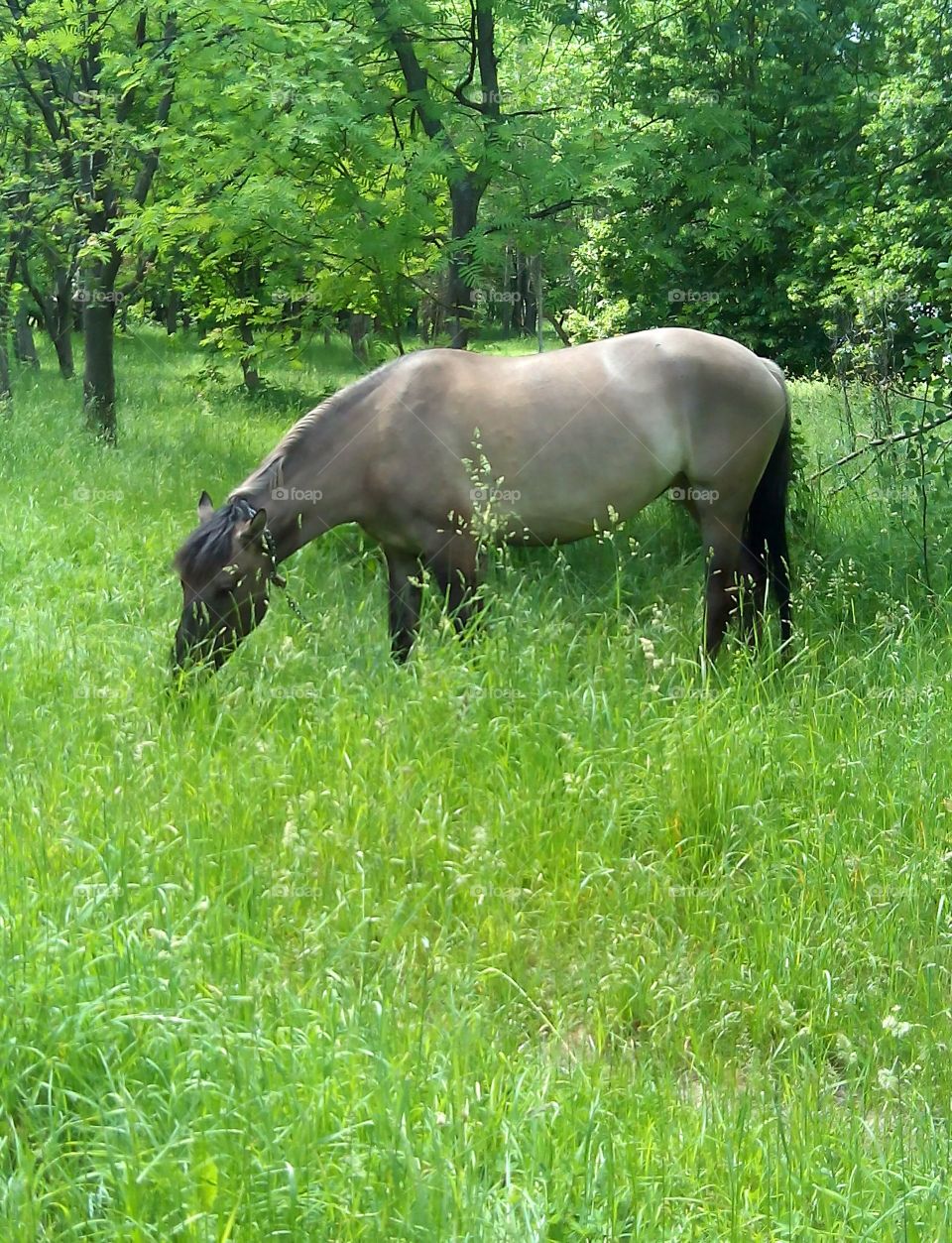 horse pet on green grass