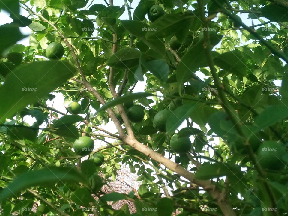 beautiful lemon plants