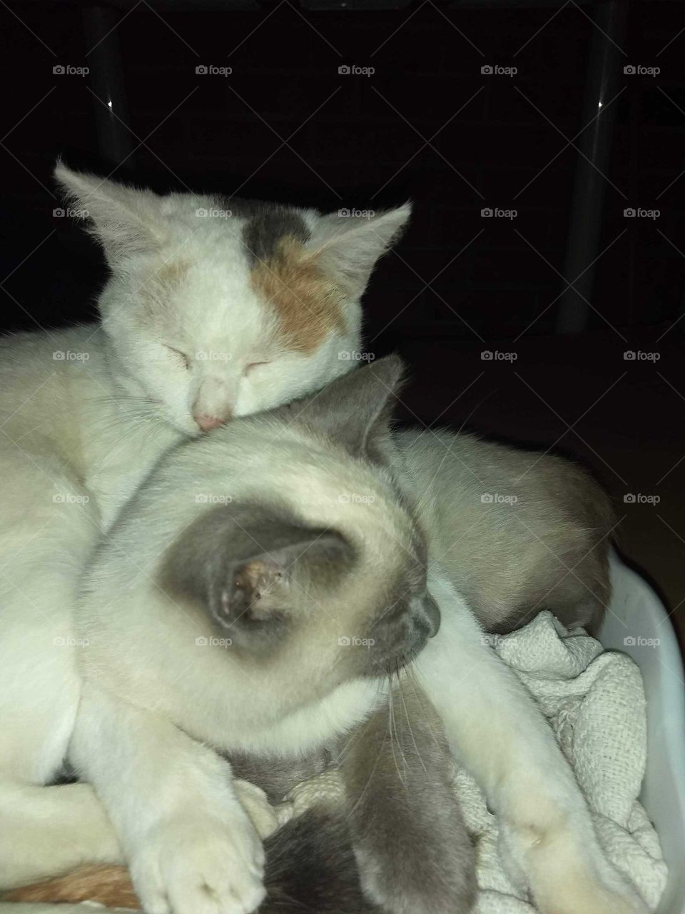 Cats that are cuddle buddies