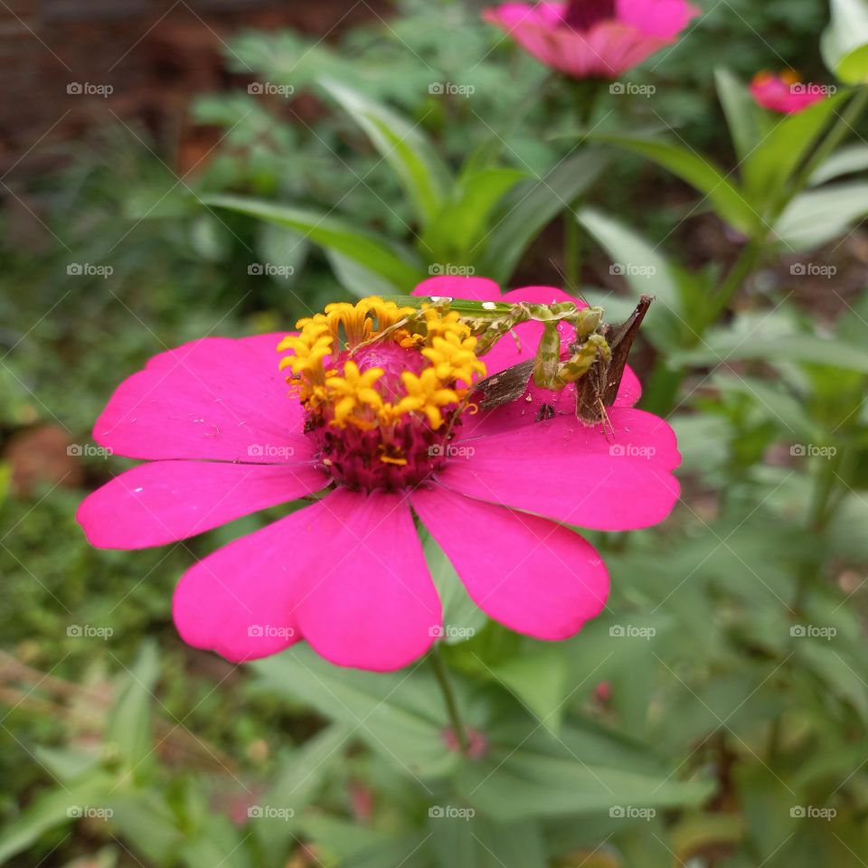 Zinia flowers that are blooming on the praying mantis
