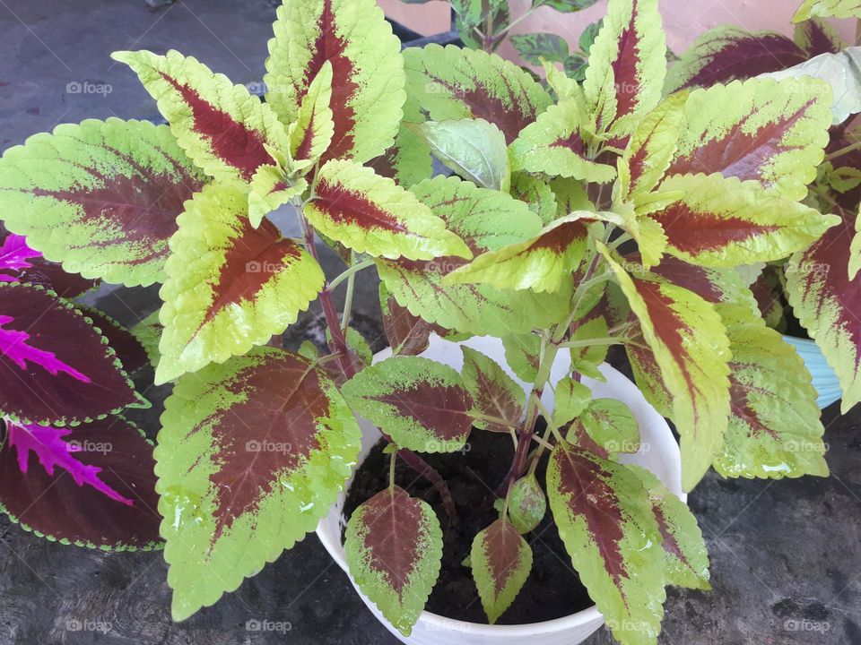 green plants blooming in summer