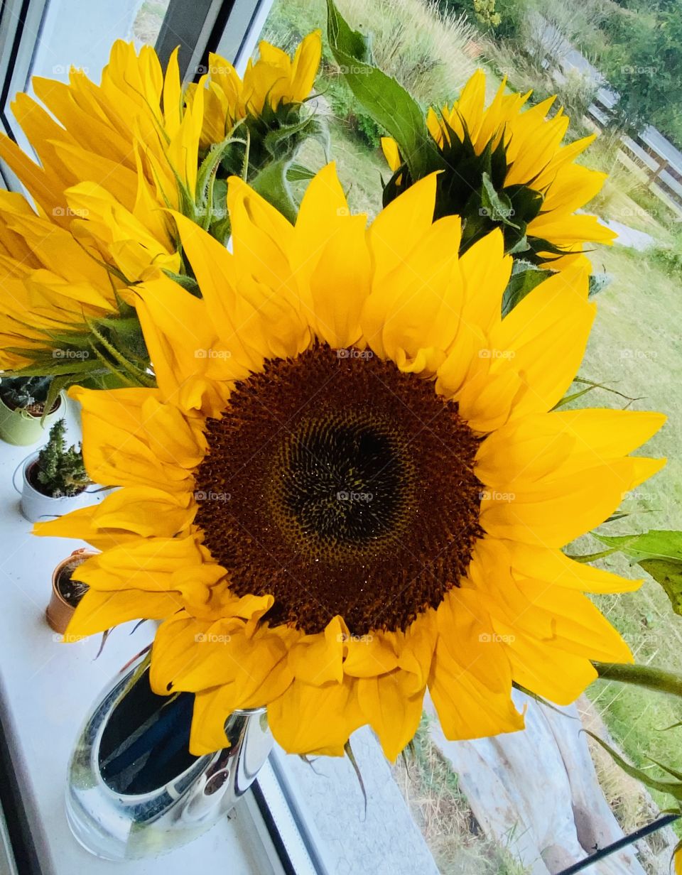 You’re my sunflower 🌻