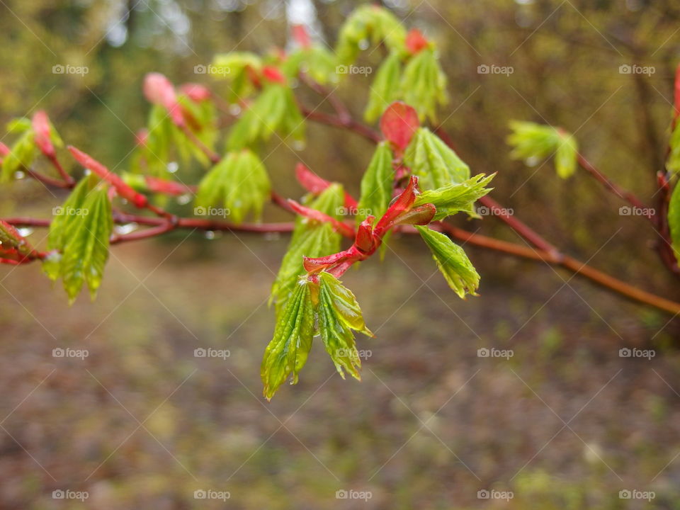 Bright green textured tree leaves with red tips covered in drops from a fresh spring rain in the mountains and forests of Western Oregon.