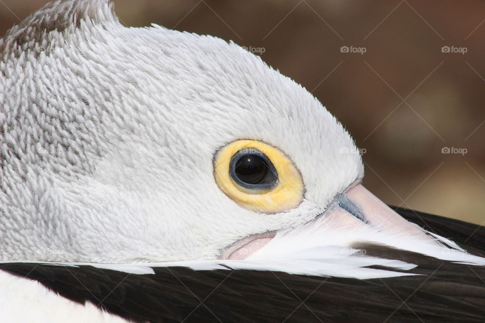 nature eye bird feather by kshapley