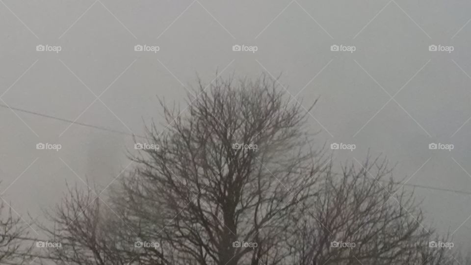 Fog, Landscape, Tree, Winter, Nature