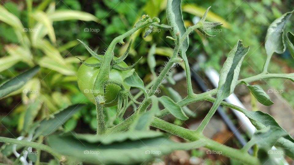 tomato plant with a green tomato