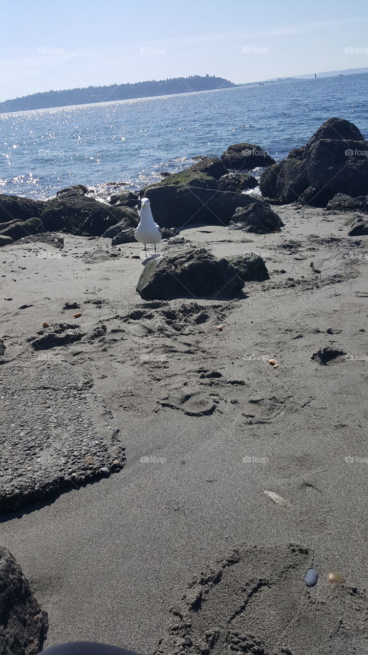 seagull at puget sound beach