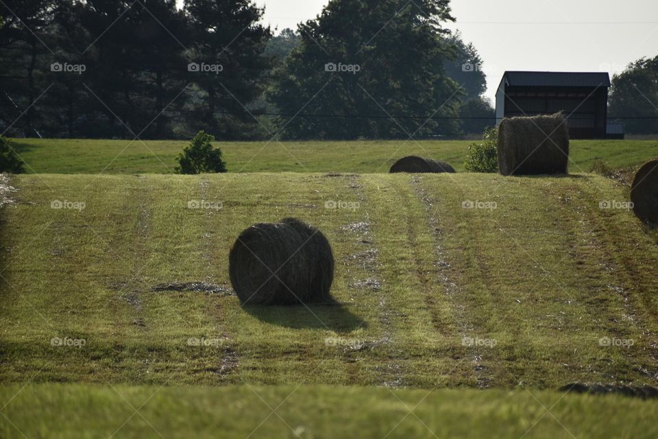Hay bales in a field
