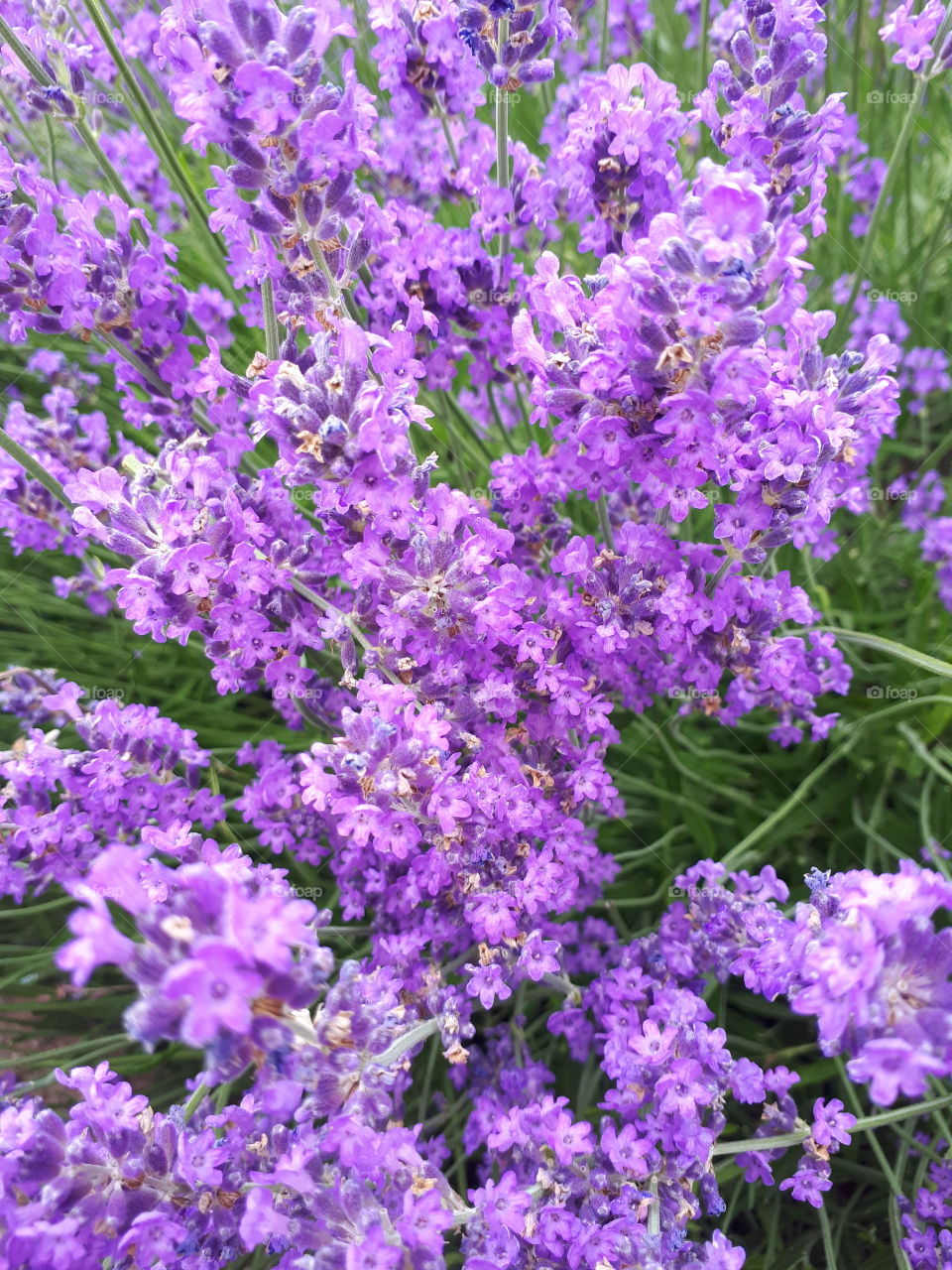 Lilac Lavender bush.