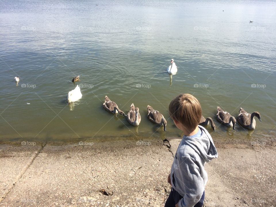 A boy looking at swans