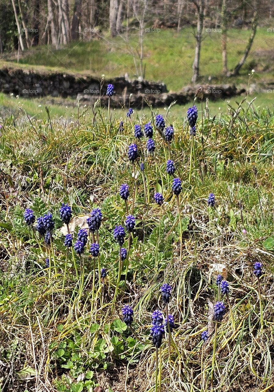 fleurs des Pyrénées